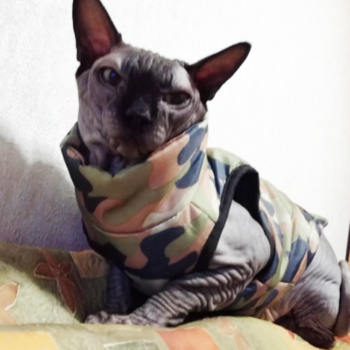 Chanel luxurious cat coat for Sphynx& Hairless Cat | Fashion winter jacket