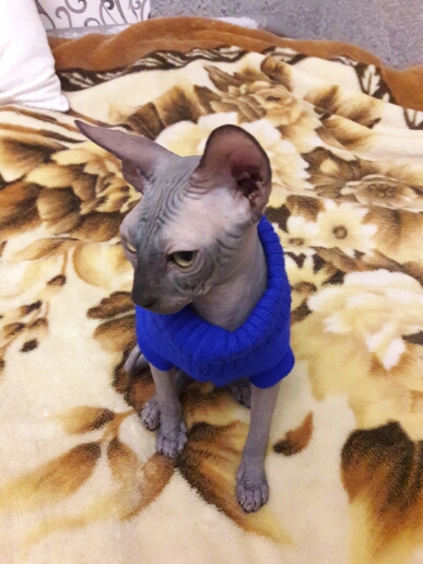 Angelic Sphynx Cat winter sweater in different colors