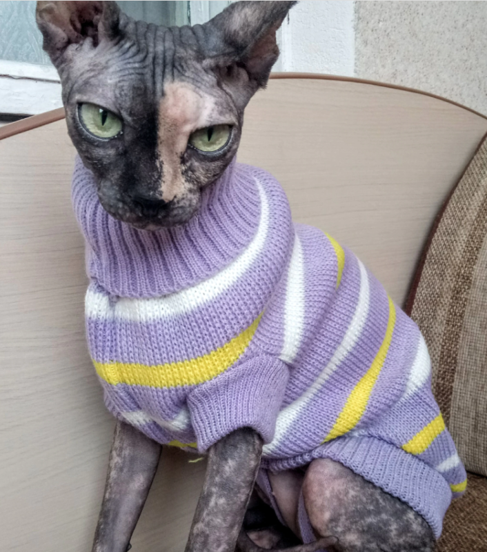 Warm sphynx cat sweater