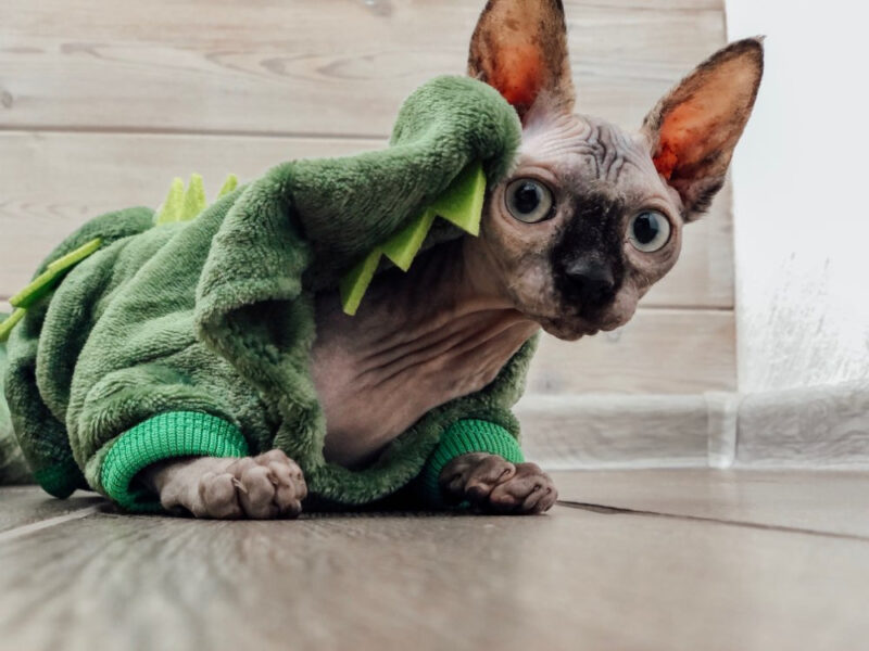 Dragon-style warm winter Sphynx Cat / Sweater