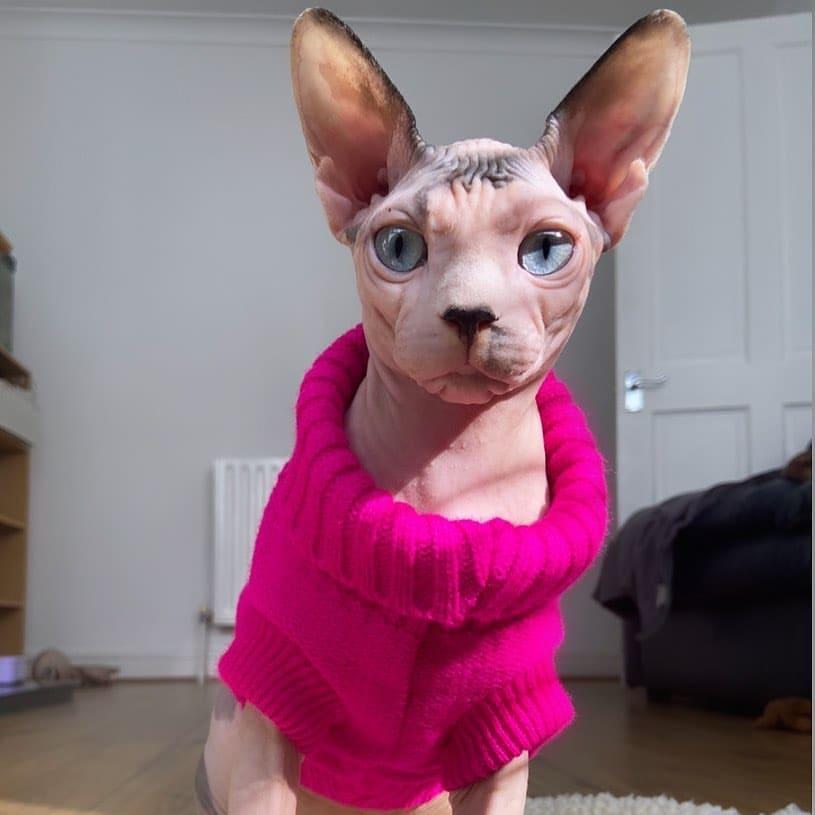 Angelic Sphynx Cat winter sweater in different colors