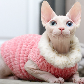 Coats for Sphynx Cats  Cat Winter Coat, Cat Coat, Jackets for cats