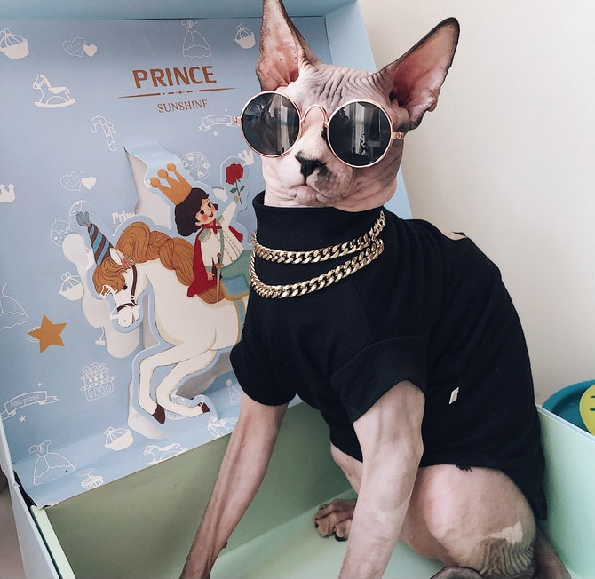 Gucci Sphynx Cat Clothes