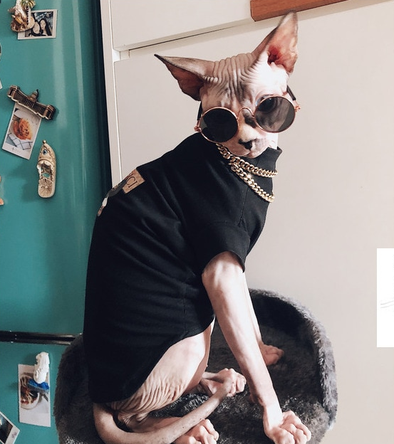 Gucci Sphynx Cat Clothes