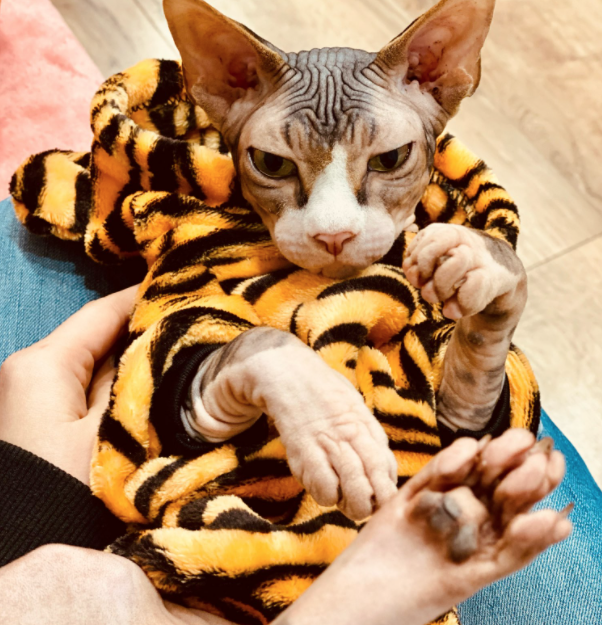 Winter_Tiger_Sphynx_Kitten_Clothes_Costume_Jumpsuit-.png