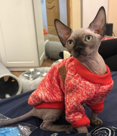  Hairless cat sweater in color red