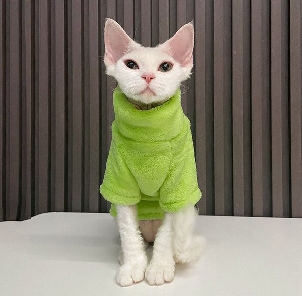 Sweater for kitten