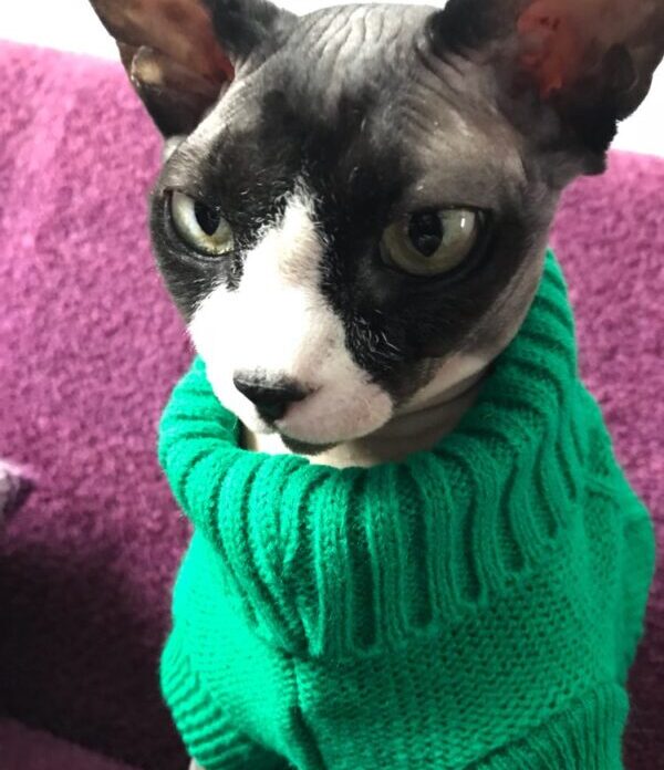 Sphynx cat sweater in color green