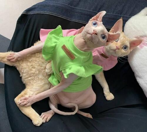 kitten clothes Pink and green shirt