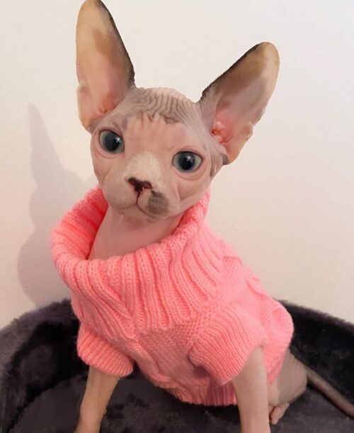 Sphynx cat sweater in color pink