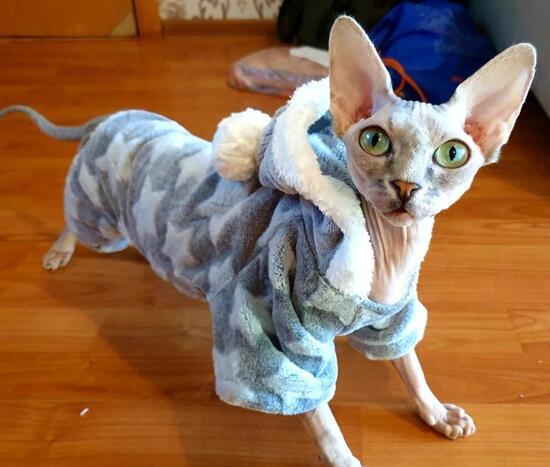 sweater cat sphynx cats