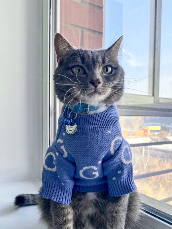 Gucci cat #GUCCI  Cats, National pet day, Gucci outfit