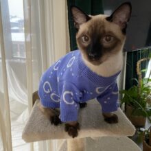 Clothes For Sphynx Cats